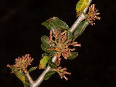 Commiphora glandulosa