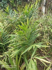 Zingiber officinale