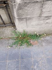 Erigeron karvinskianus
