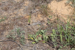 Erodium hoefftianum