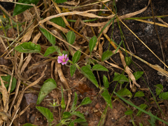 Image of Monsonia senegalensis