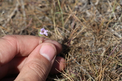Erodium hoefftianum