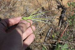 Erodium hoefftianum