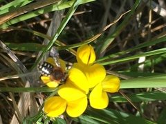 Anthidium punctatum