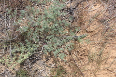 Prangos odontalgica