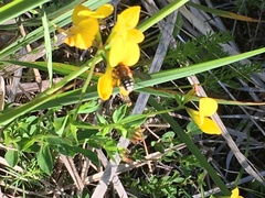 Anthidium punctatum