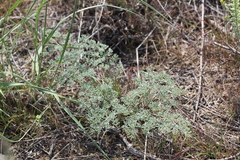 Prangos odontalgica