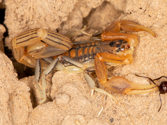 Uroplectes planimanus