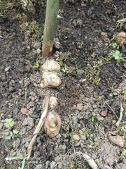Zingiber officinale