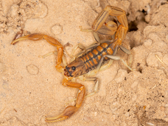 Uroplectes planimanus