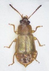 Eusphalerum luteum