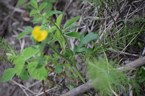 Image of Ranunculus turneri by (c) Syd Cannings, some rights reserved (CC BY)