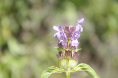 Prunella vulgaris image