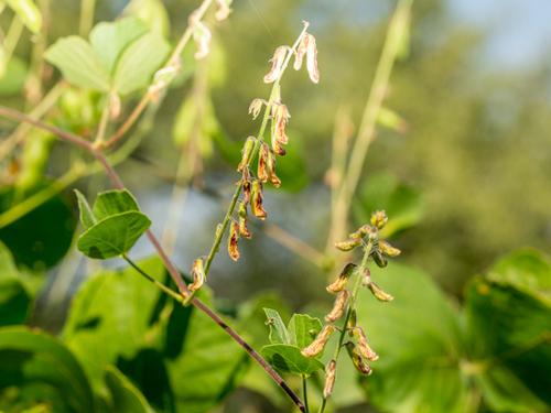 Rhynchosia minima iNat (3)