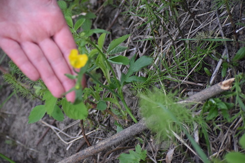 Image of Ranunculus turneri by (c) Syd Cannings, some rights reserved (CC BY)