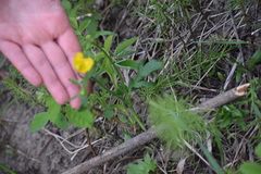 Ranunculus turneri