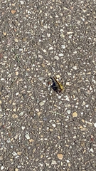 Orthetrum cancellatum