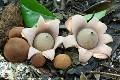Geastrum argentinum