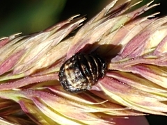 Adalia bipunctata