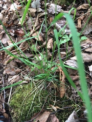 Poa saltuensis