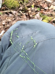 Poa saltuensis