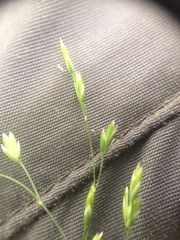 Poa saltuensis