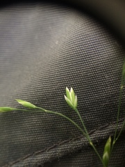 Poa saltuensis