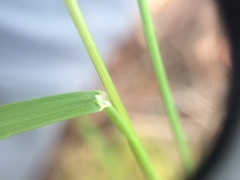 Poa saltuensis
