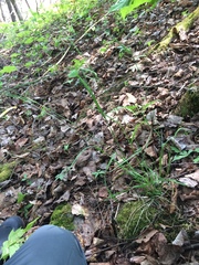 Poa saltuensis