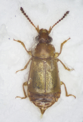 Eusphalerum luteum