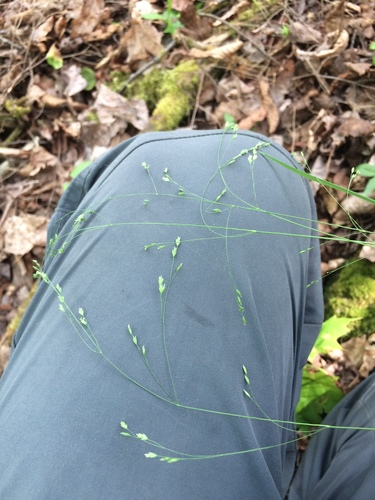 Image of Poa saltuensis by no rights reserved