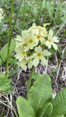 Primula ruprechtii