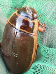 Dytiscus circumcinctus