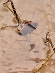 Dytiscus circumcinctus