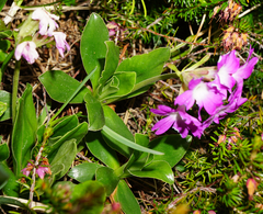 Primula clusiana