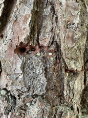 Dendroctonus frontalis