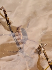 Dytiscus circumcinctus