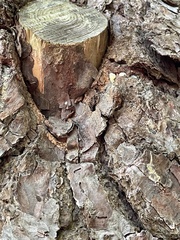 Dendroctonus frontalis