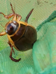 Dytiscus circumcinctus