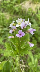 Cardamine bulbifera