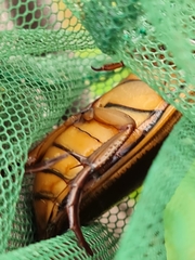 Dytiscus circumcinctus