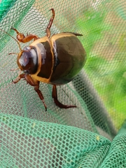 Dytiscus circumcinctus