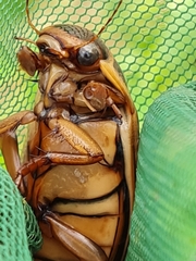 Dytiscus circumcinctus