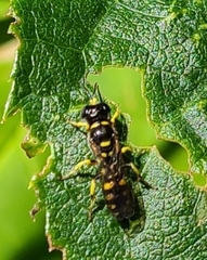 Crossocerus nitidiventris