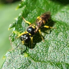 Crossocerus nitidiventris