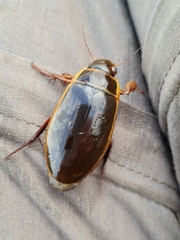 Dytiscus circumcinctus