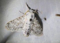 Apotolype brevicrista