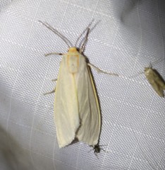 Pygarctia abdominalis