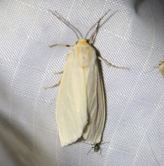 Pygarctia abdominalis