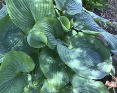 Hosta